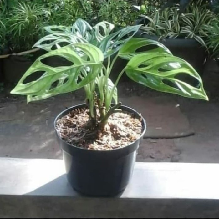 Pohon Monstera Janda Bolong - Tanaman Hias Pohon Janda Bolong
