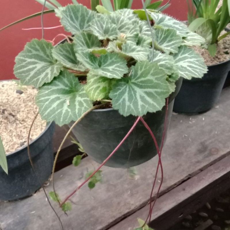 tanman hias gantung begonia strawberry hijau