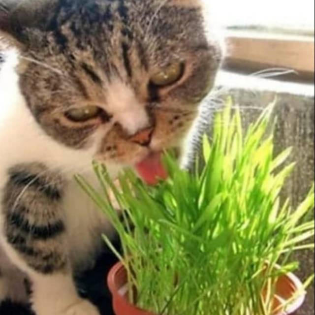 Bibit rumput kucing/wheatgrass/rumput gandum