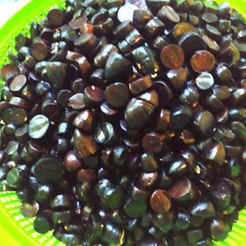 KABAU/JENGKOL SUMATERA/JULANG JALING 250gr