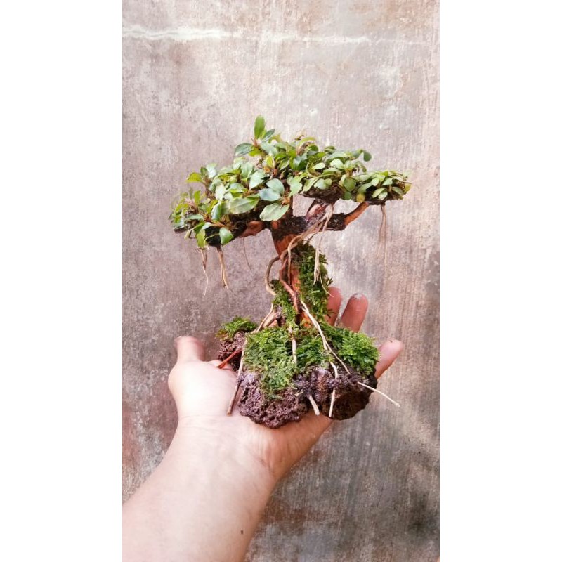 Mini Bonsai Bucephalandra Aquascape