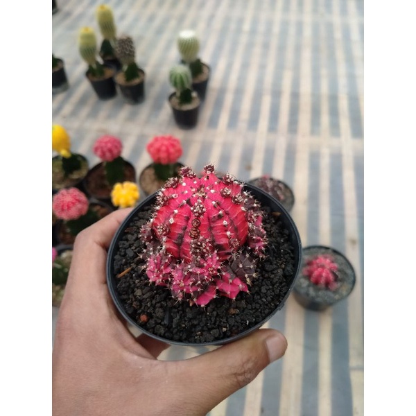 Kaktus gymno blackpink ownroot