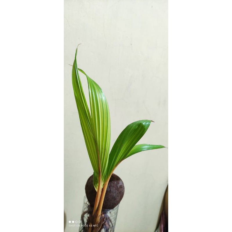 tanaman bonsai kelapa