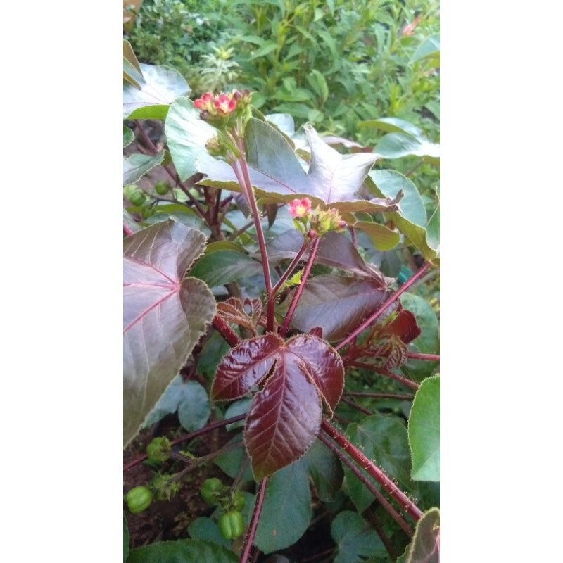 tanaman jarak wulung