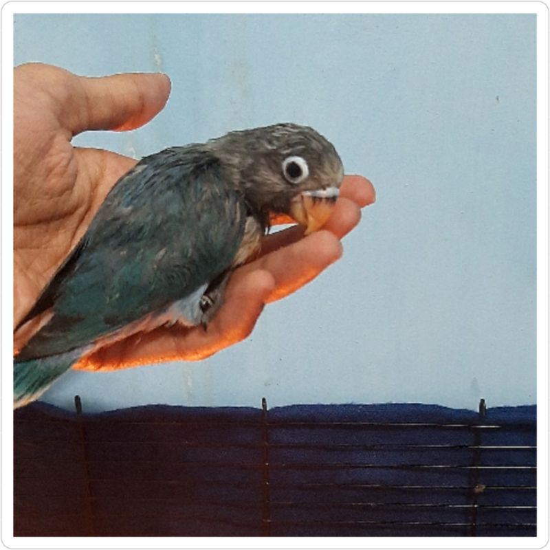 Burung Lovebird Lolohan Mangsi