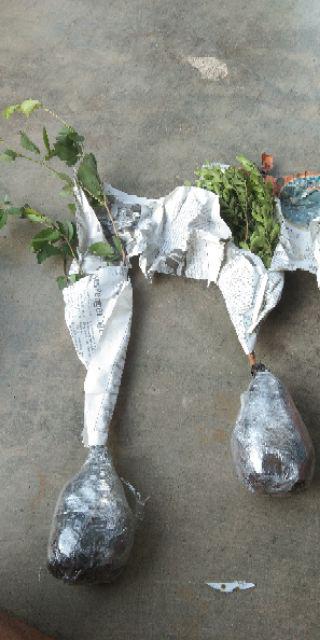 Tanaman Hias Kemuning Micro / Pohon Kemuning Mini