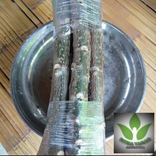 Stek Bibit Pohon Pepaya Jepang / Pohon Pepaya Jepang