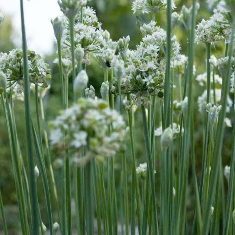 20 Biji - Benih Bibit Daun Bawang Kucai Garlic Chives