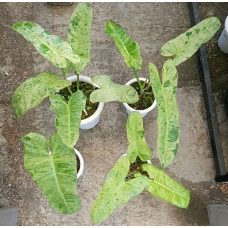 philodendroon parasoi Verde (Verde)