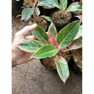 Tanaman hias aglonema  lipstick  clasik aglaonema  aglo 