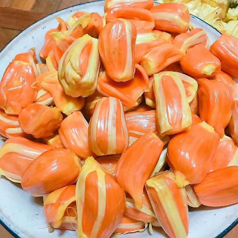 Bibit nangka merah Super