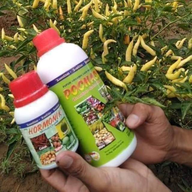 Pupuk organik NASA untuk tanaman cabe