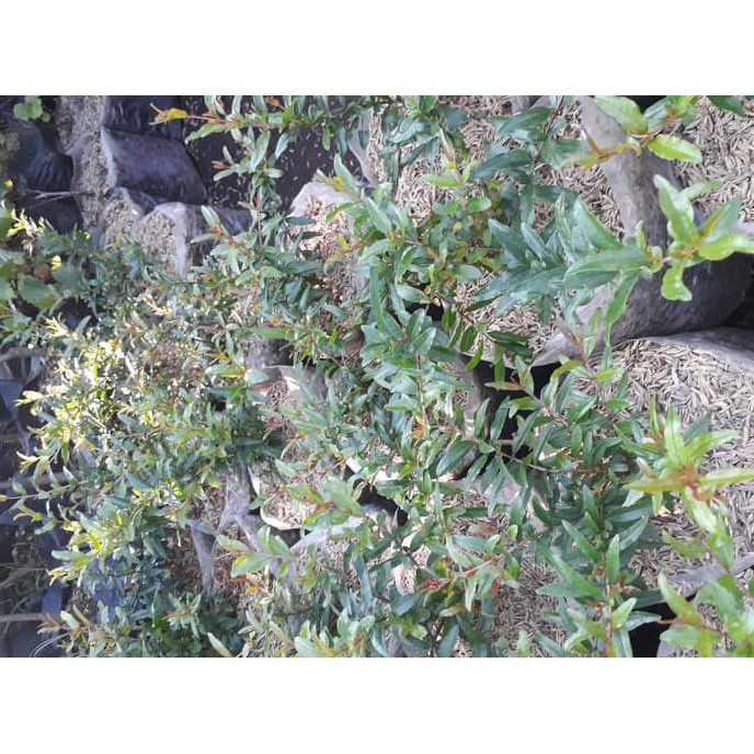 cler bibit delima / delima / bibit buah delima sup3r