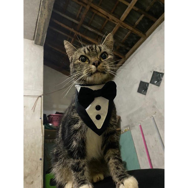 kalung kucing model jas dasi kupu kupu