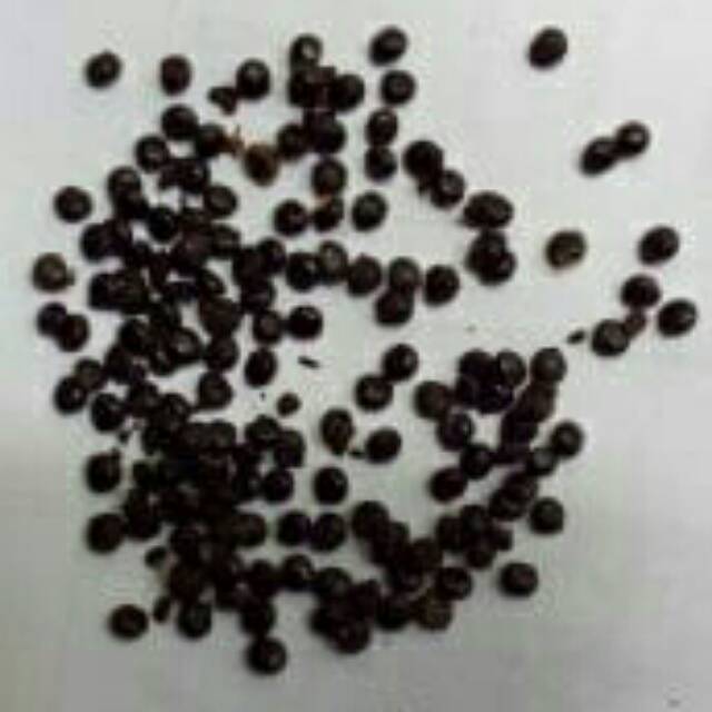 Benih Ginseng merah korea atau biji ginseng merah