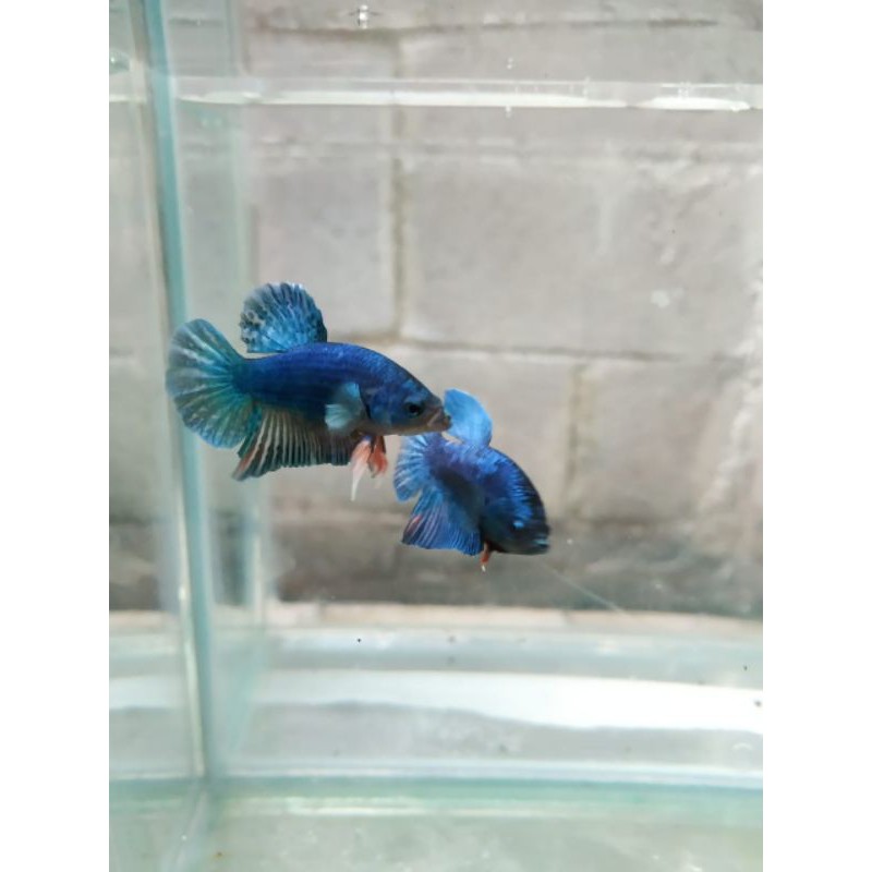 

Ikan Cupang/Plakat Green/Campuran/Mix/Ras Campuran/Aie Tawar/Ikan Hias/Budidaya