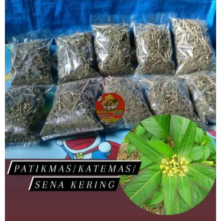 

100 Gram Daun Kate mas kering , Katemas , patik mas , suduk mentul kering,sena( herbal pencuci perut ), tanaman herbal , Katemas kering , daun suduk mentul , daun kasroli , daun pencuci perut