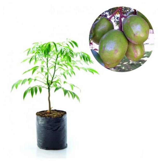 slim Tanaman Buah Kedondong Bangkok