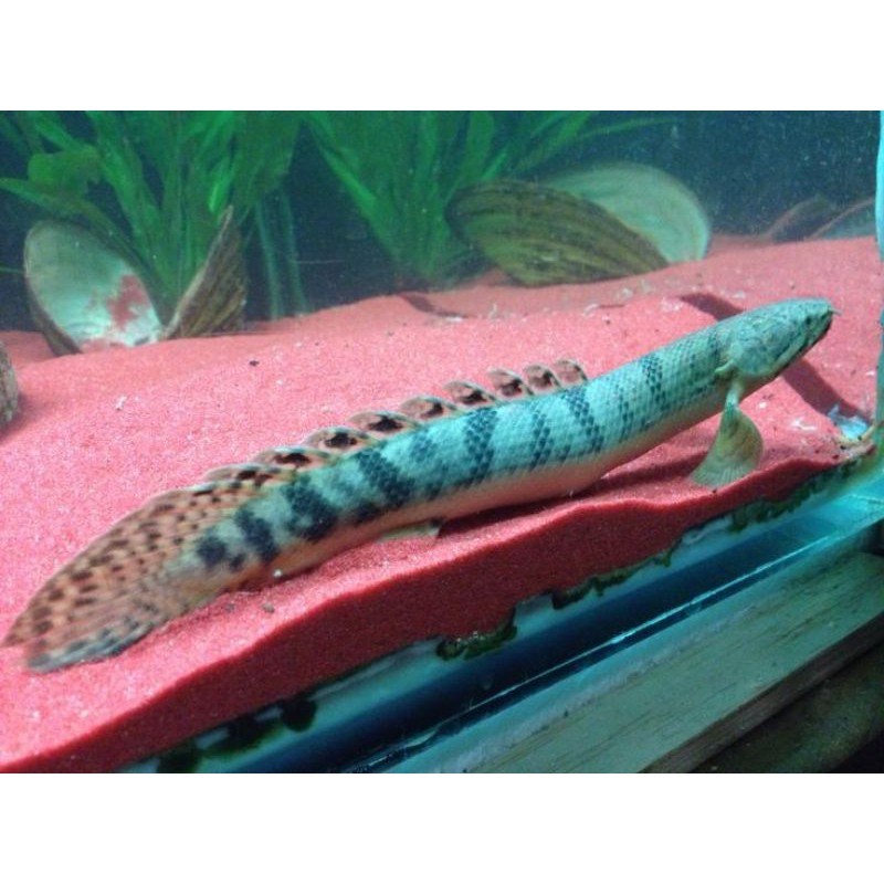 Ikan Palmas Delhezi Big size