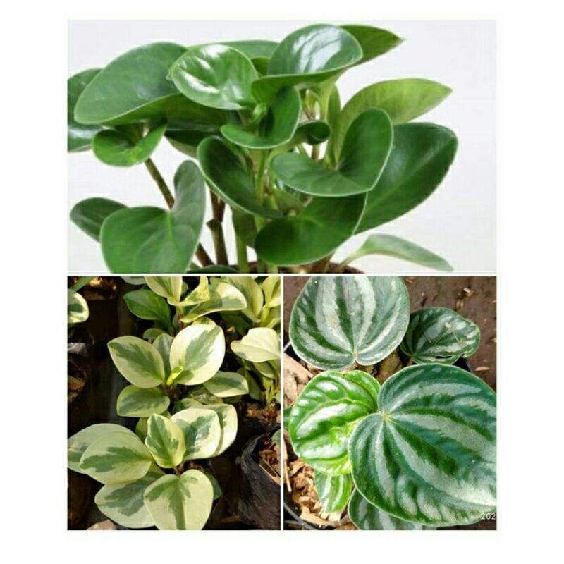 Paket 3 Tanaman Hias Hidup Peperomia Water Melon-Variegata -teplan- Hijau-bunga hidup murah