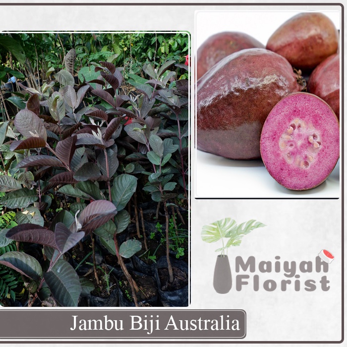 Bibit Buah Jambu Biji Australia