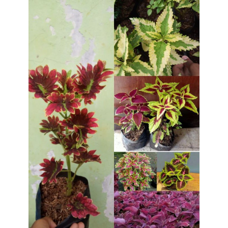 PROMOpaket tanaman hias 8 jenis miyana//tanaman hias hidup//miyana