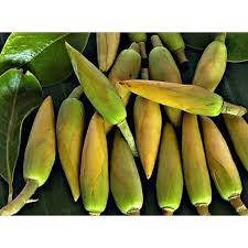 bunga kantil kuning fresh kuncup isi 10 bunga gratis 1