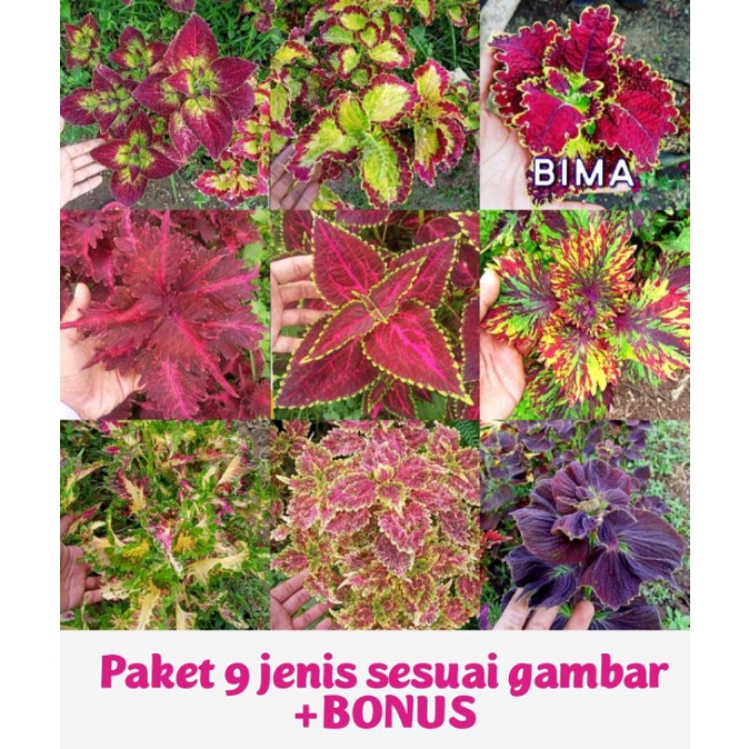 Tanaman Hias Murah 9 Jenis Bunga  Miana Langka Miana Premium