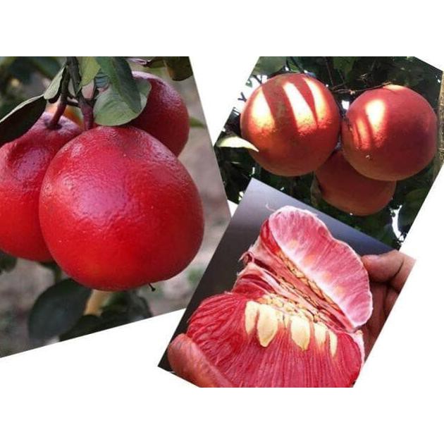Tanaman Buah Jeruk Pamelo Merah Pky