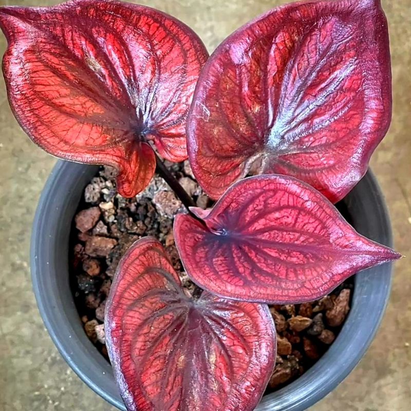 Caladium Rocky / bunga keladi / tanaman hias keladi murah / tanaman keladi hidup / caladium thailand