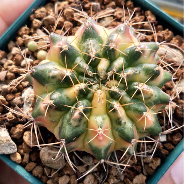 Gymnocalycium Marble Kaktus Gymno Koleksi Variegata