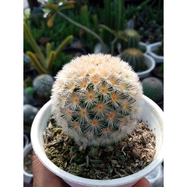 Kaktus Mammilaria Carmenae