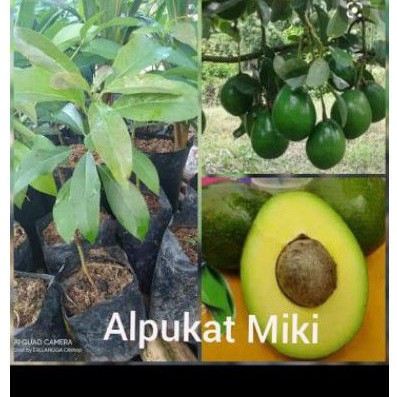 

bibit alpukat miki