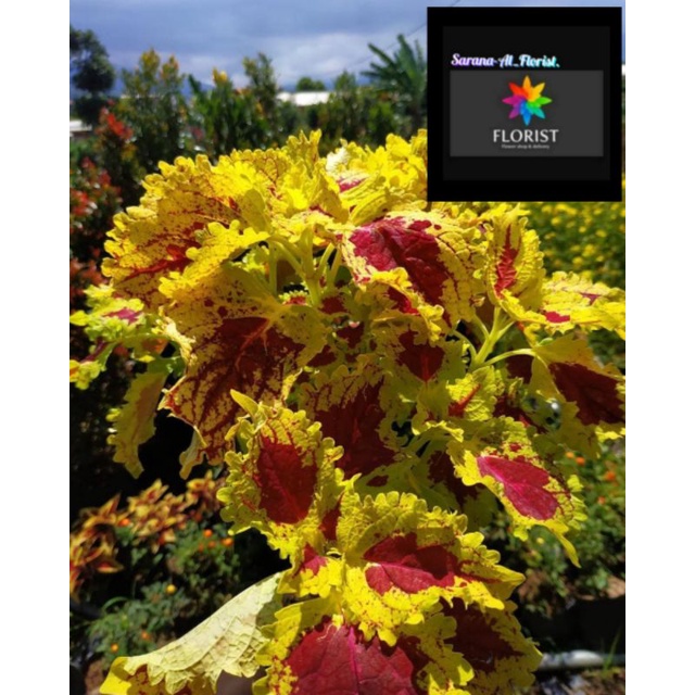 Tanaman hias miana urat merah