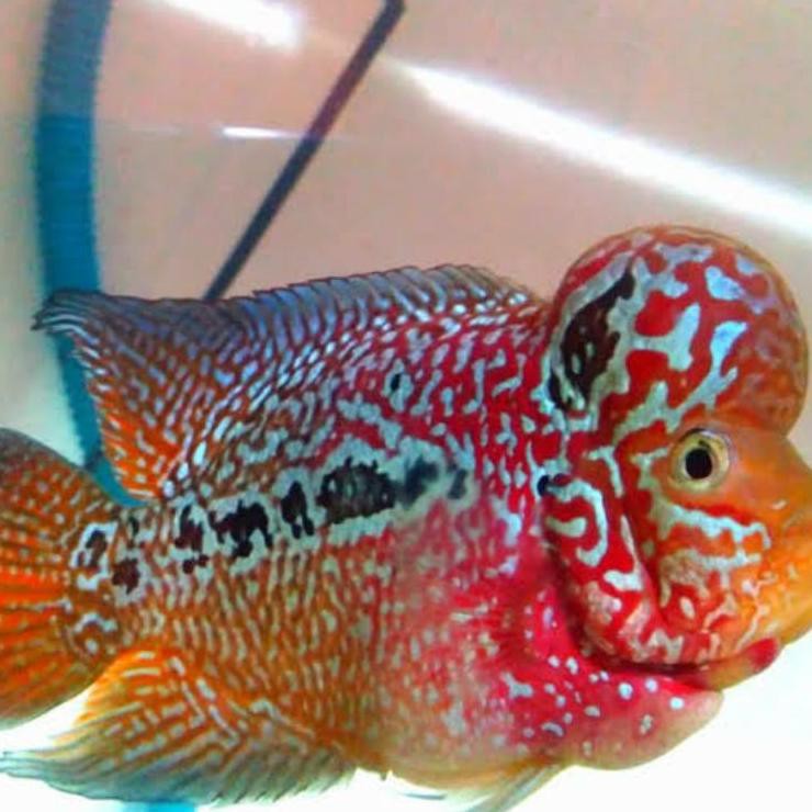 Terkini  Ikan Lohan/Louhan Kamfa F3/Srd ukuran 2-4CM (PROMO BELI 5 GRATIS 1) 37➞ (Baru)