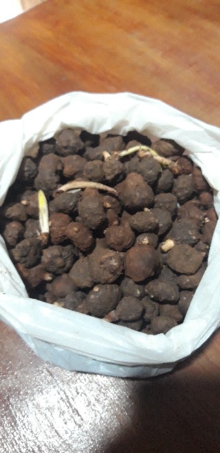 Katak Porang Siap Tanam