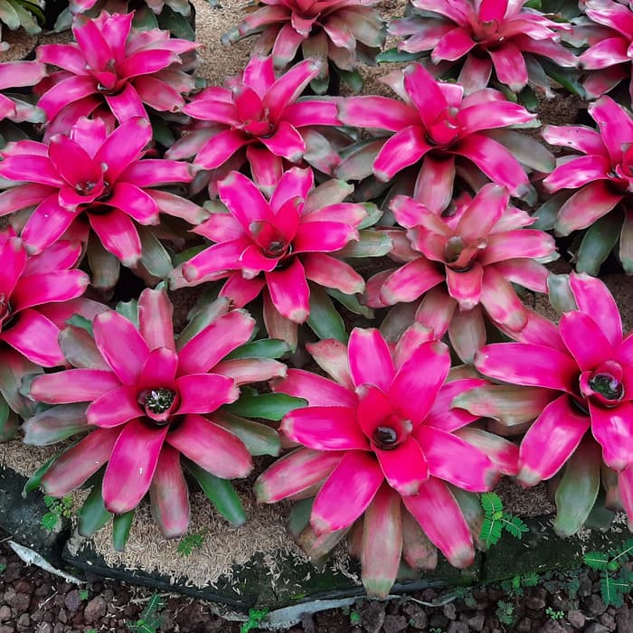 Tanaman Bromelia Rose Pink - Bromelia Grass Pink