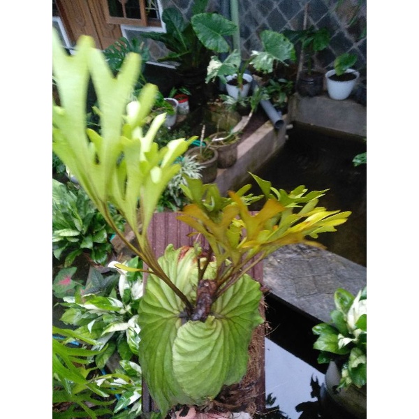 REAL PLANT 3| PLATYCERIUM RIDLEYII | PAKU TANDUK RUSA | TANDUK RUSA KALIMANTAN