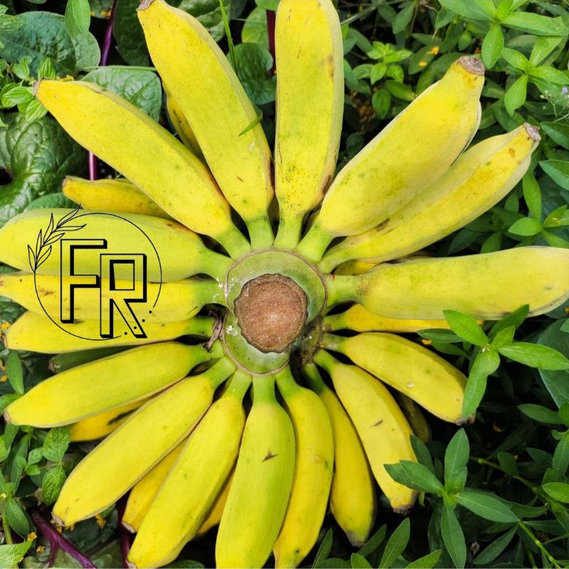 BIBIT TANAMAN BUAH PISANG RAJA // BIBIT PISANG RAJA SUPER MURAH