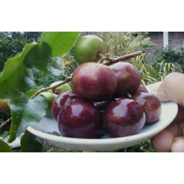 

Plum aussie