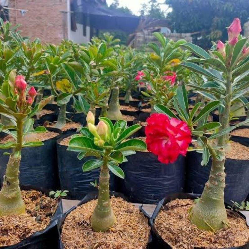 TANAMAN HIAS BONSAI ADENIUM KAMBOJA