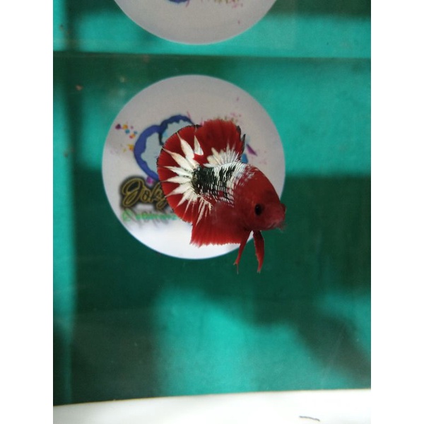 Cupang Fccp Red Head Real Pict/ big Star Tail