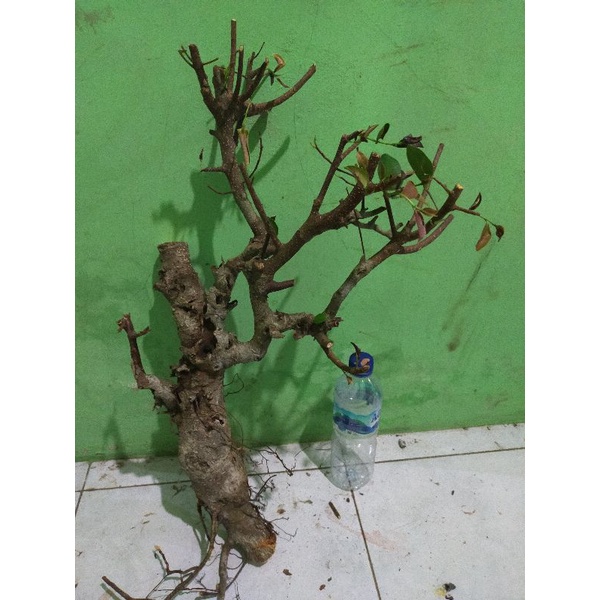 bahan dongkelan bonsai iprik pucuk merah karakter bagus