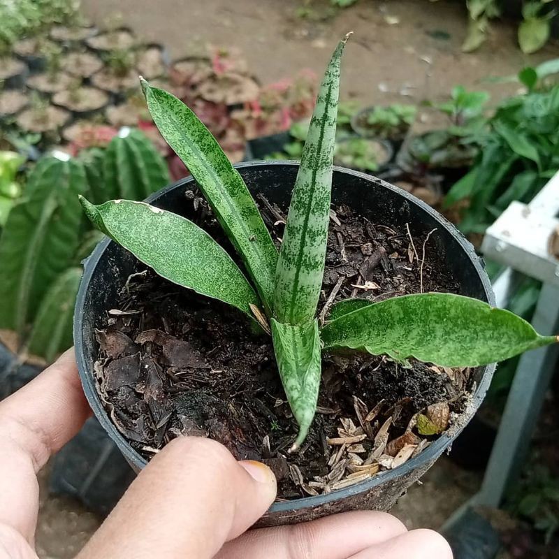 sansivera boncel /sansivera mini