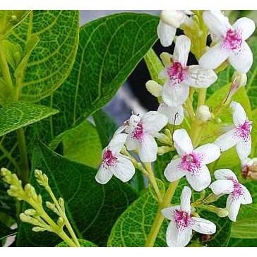 Paket Tanaman Bunga Melati (jasminum sambac)5 pohon 5 jenis