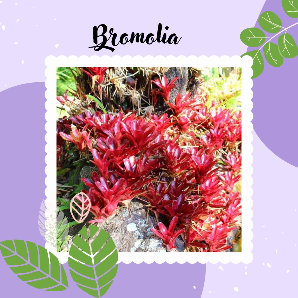 tanaman bromolia hias tanaman hias bromolia merah cantik