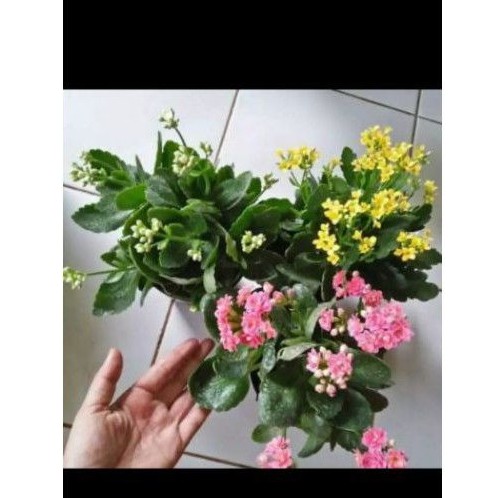 3paket tanaman hias cocor bebek/bunga cocor bebek