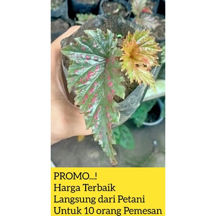 VIRAL realpict Begonia Rex Spider Trotol Merah