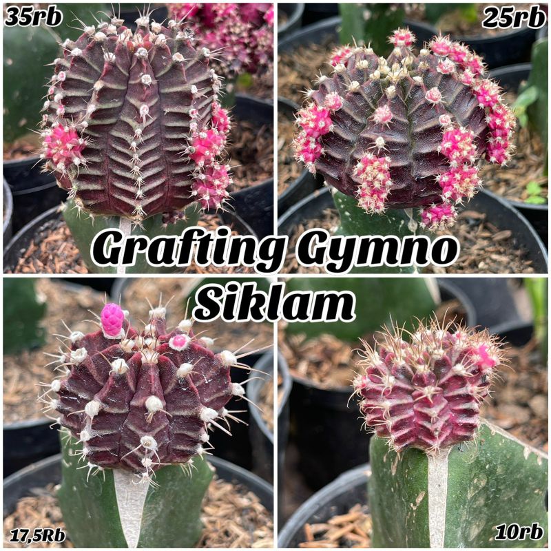 Kaktus Grafting Gymno Siklam