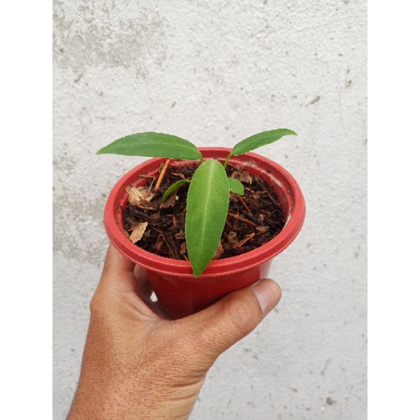 anthurium anakan waroquen (lidah gajah)